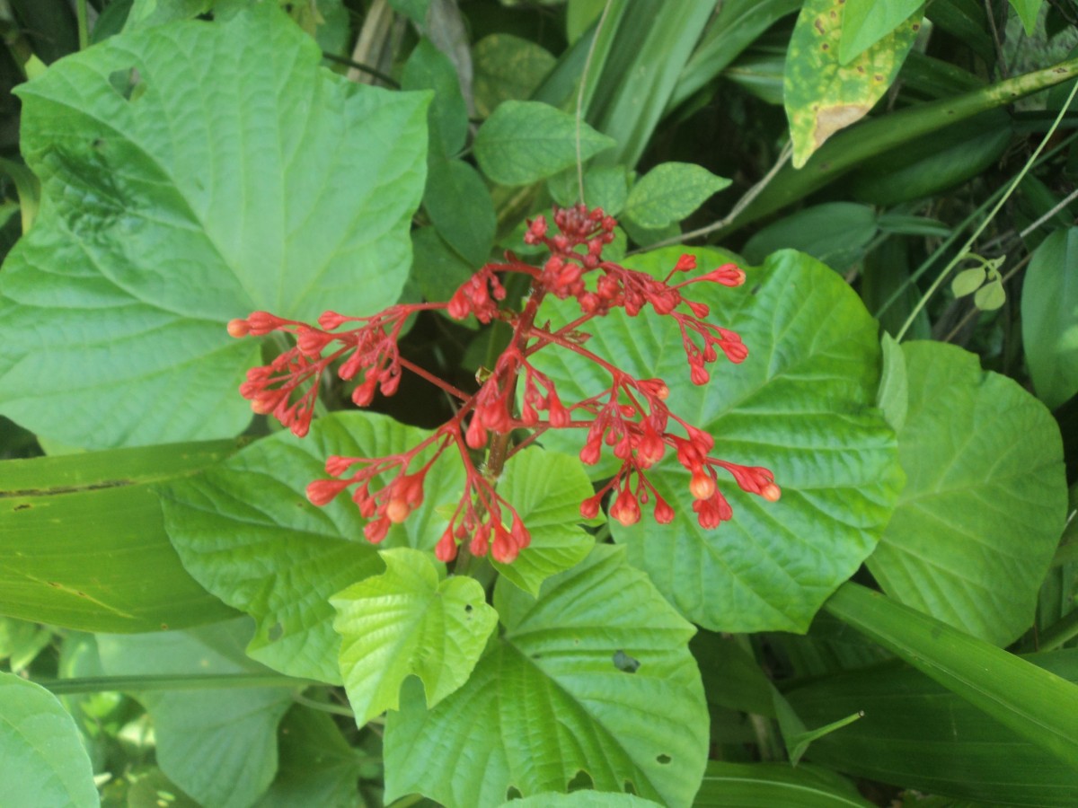 Clerodendrum paniculatum L.